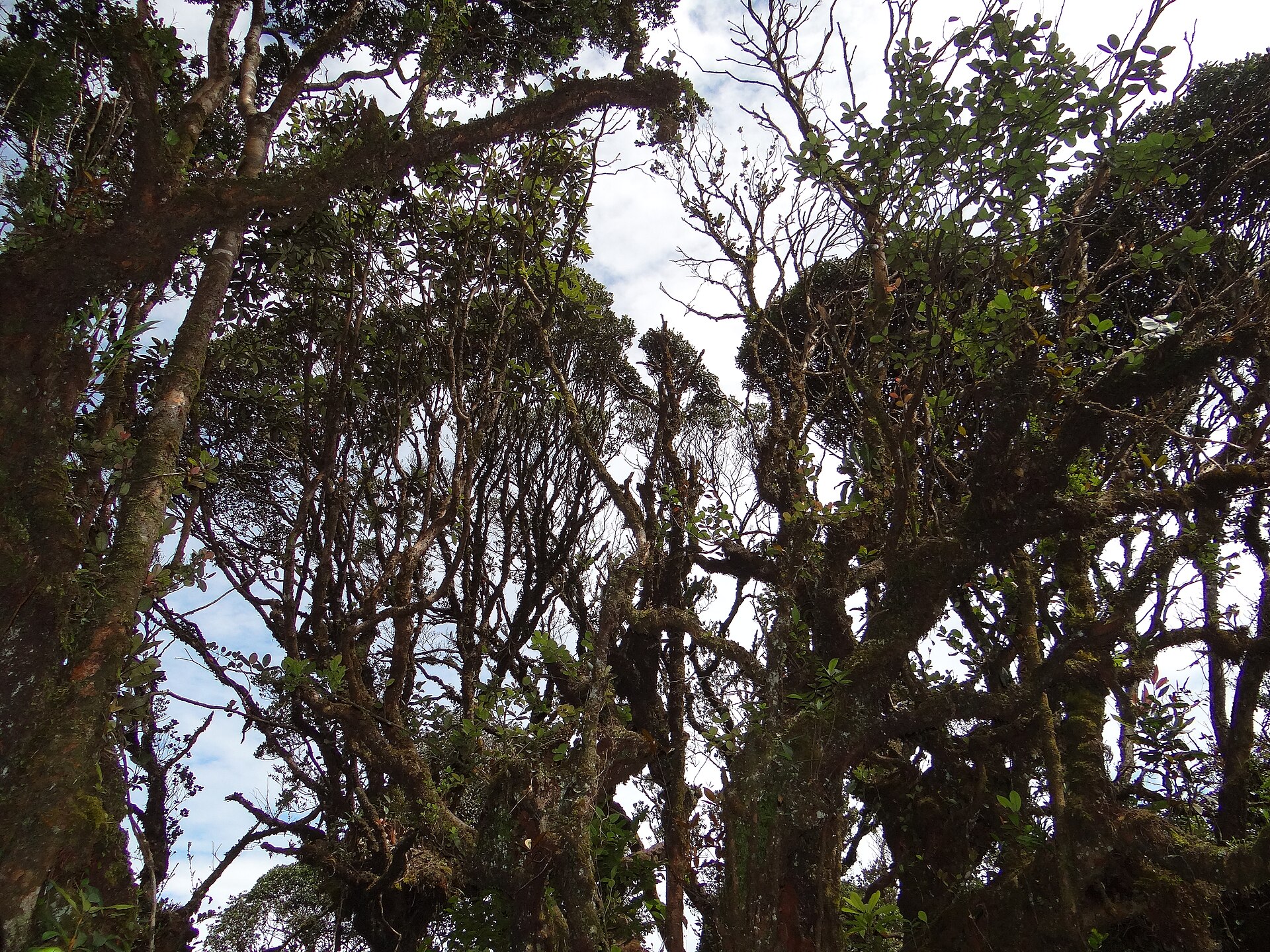 Gunung Irau, Cameron Highlands, Pahang