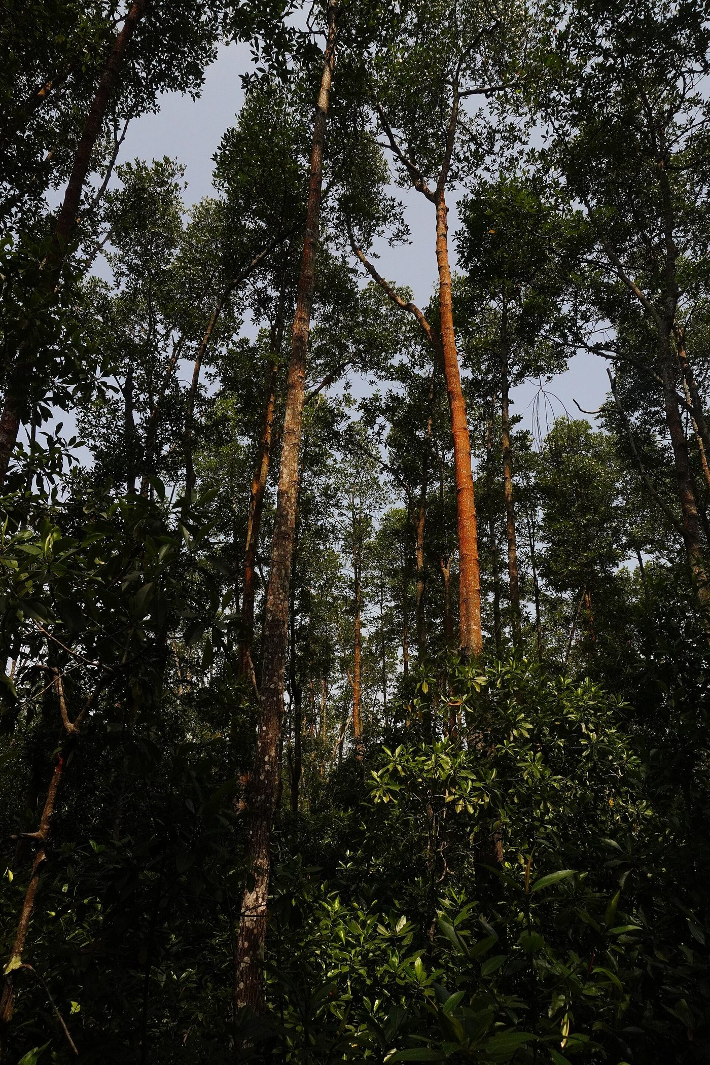 Tanjung Piai National Park, Johor Bahru