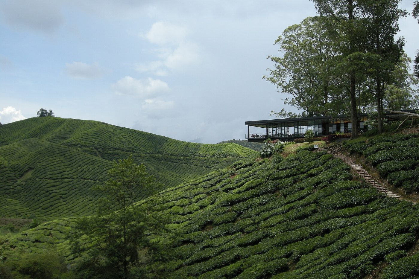 BOH Tea Plantation, Cameron Highlands