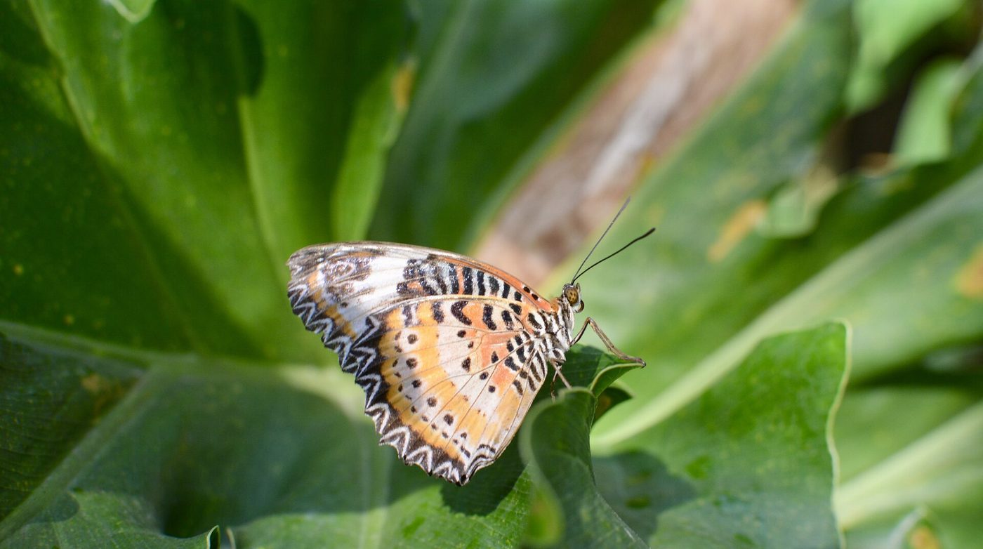 Butterfly & Insect Farm, Cameron Highlands