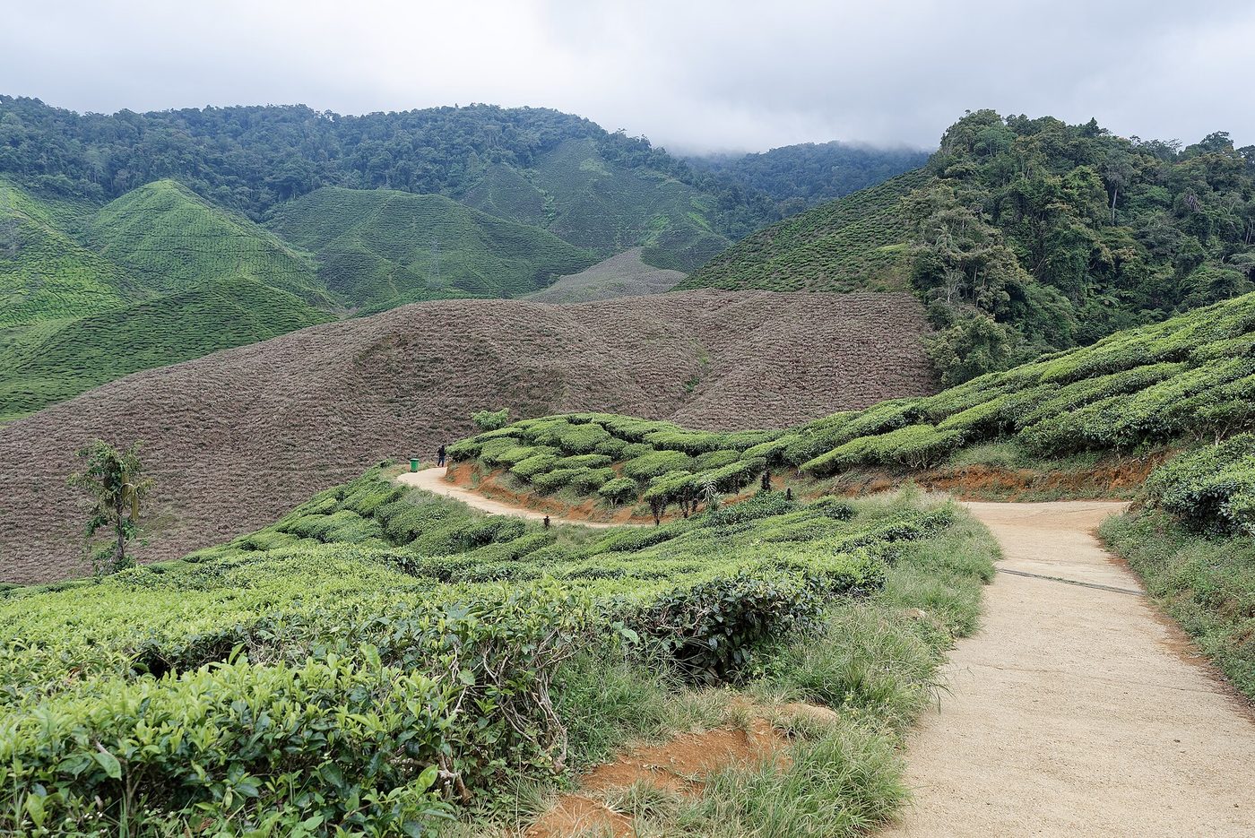 Cameron Highlands, Malaysia