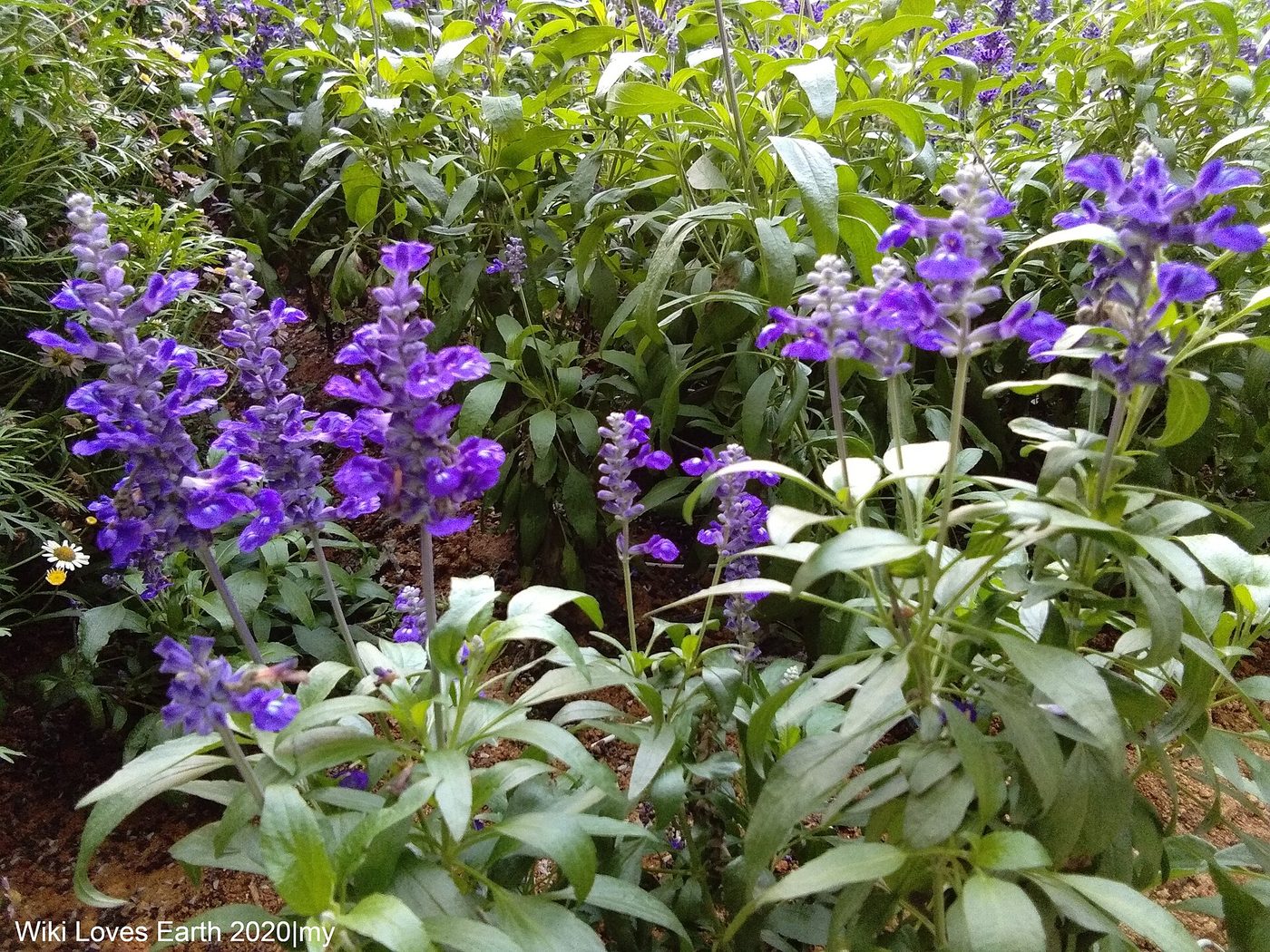 Cameron Lavender Garden, Cameron Highlands