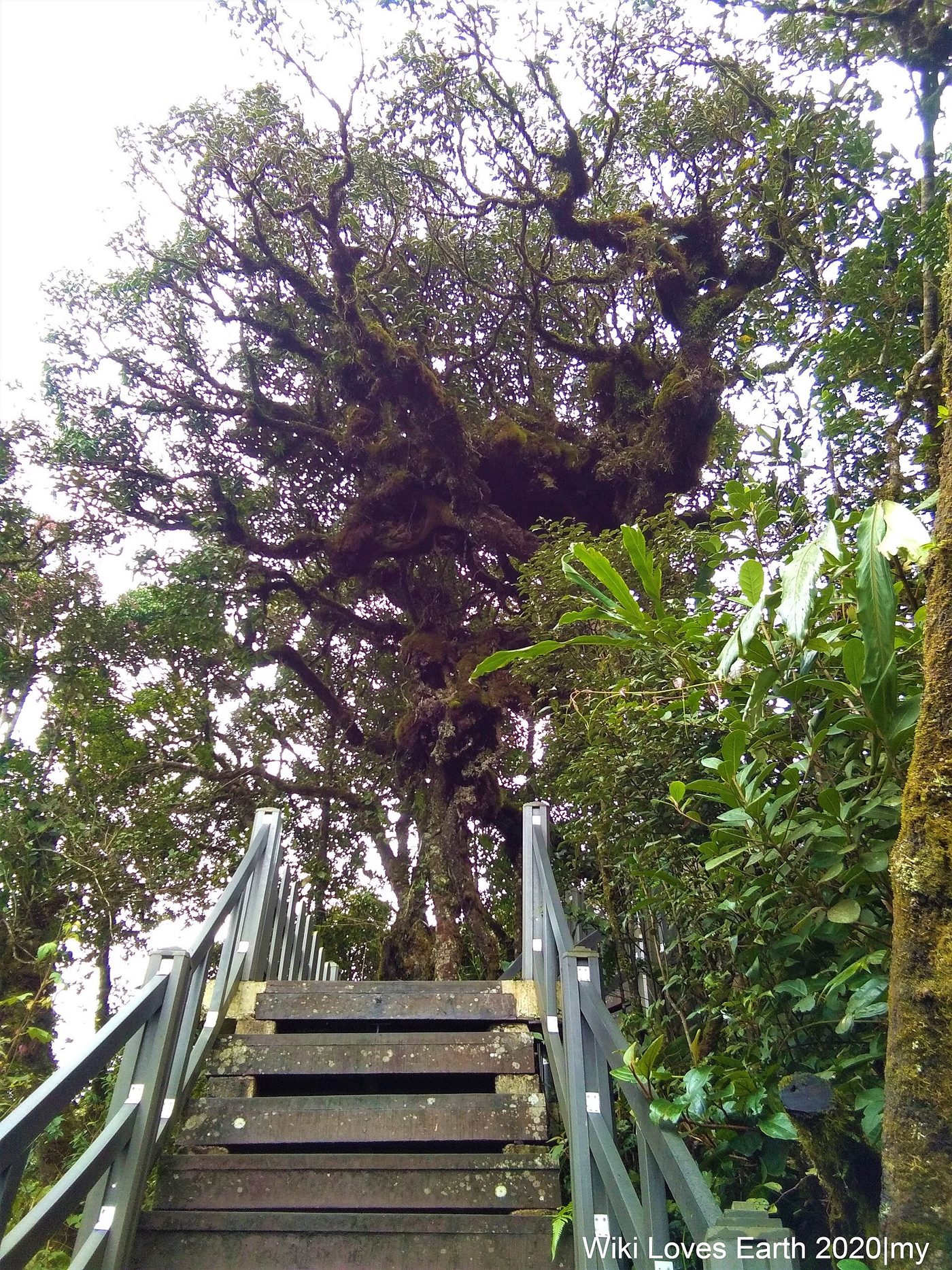Mossy Forest, Cameron Highlands