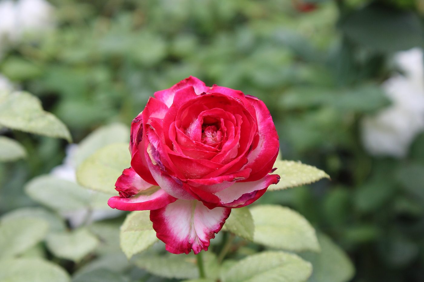 Rose & Flower Gardens, Cameron Highlands