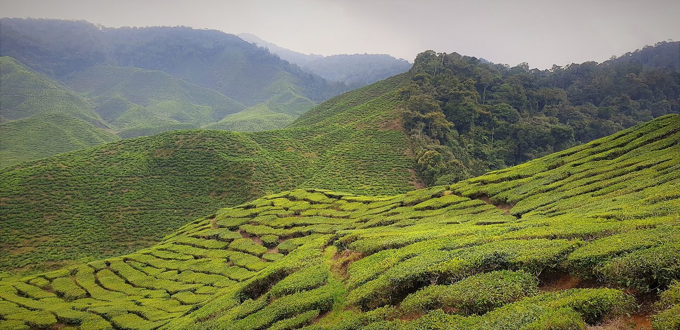 Tea Valley Viewpoints, Cameron Highlands