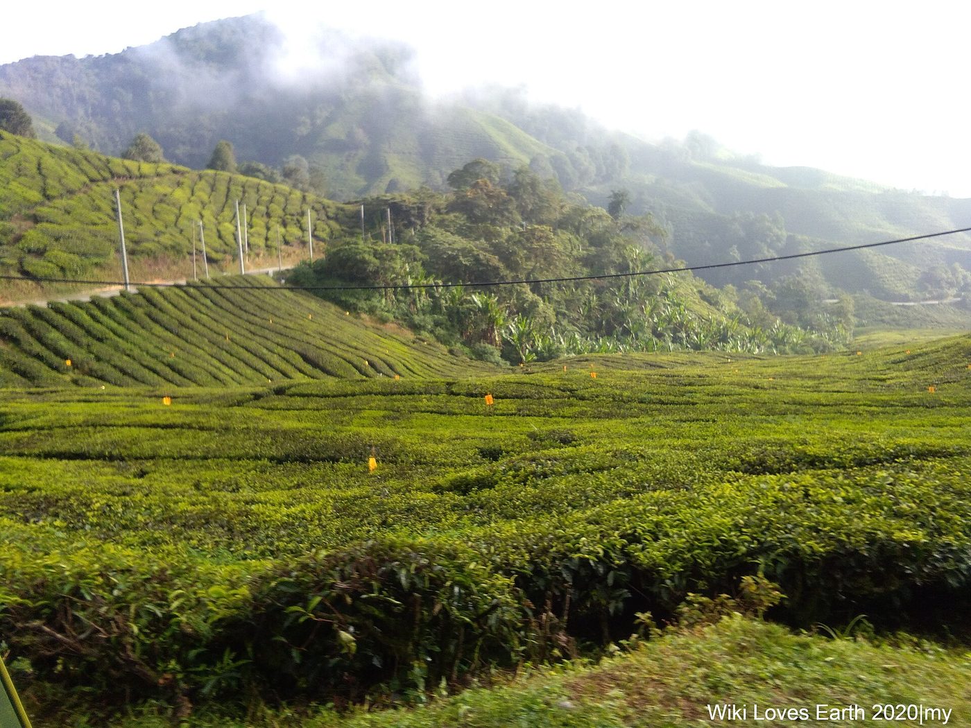 Sabah Tea — Kota Kinabalu food