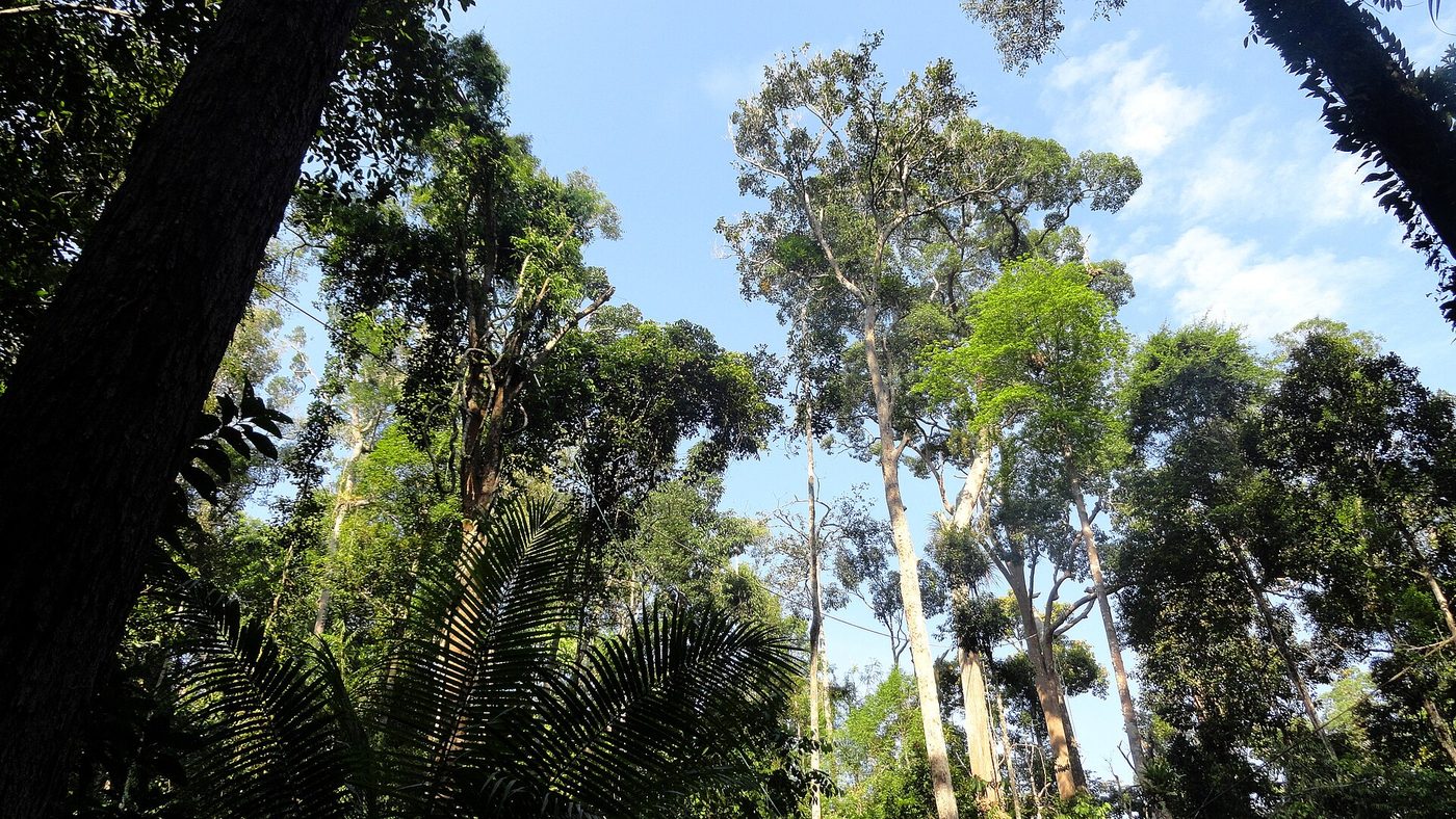 Semenggoh Nature Reserve, Kuching