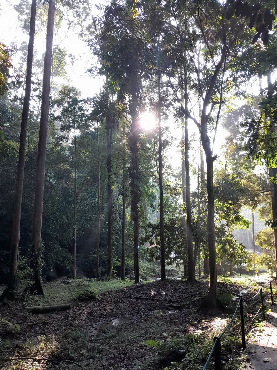 FRIM Forest Park, Selangor